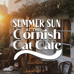 Summer Sun at the Cornish Cat Cafe