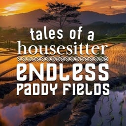 Tales Of A Housesitter: Endless Paddy Fields