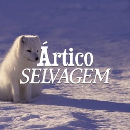 Ártico Selvagem