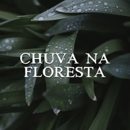 Chuva Na Floresta