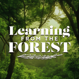 Learning From The Forest