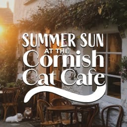Summer Sun at the Cornish Cat Cafe